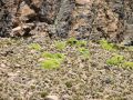 Le lichen appelé llaréta se trouve seulement à plus de 4000m d'altitude