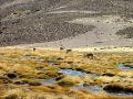 Quelques vicuñas à proximité du Parc National Lauca