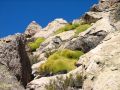 Ce lichen peut vivre plus de 100 ans !