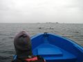 Les premiers dauphins Ã  proximitÃ© du bateau