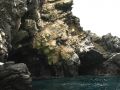 Des cormorans par centaines sur l'île Chañaral