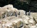 Colonie de pingouins de Humboldt