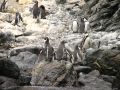 Ces pingouins ne sont pas bien grands !