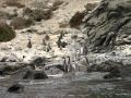 Des pingouins de Humboldt par centaines !!!