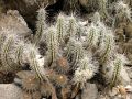 Quelques cactus de l'île Damas