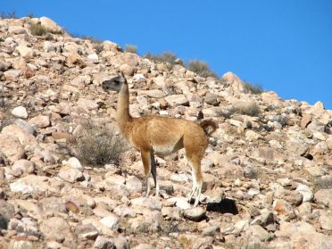 Un guanaco du nord du Chili