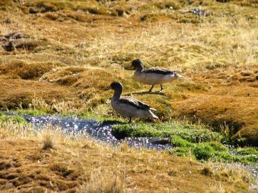 Canards du lac Chungara