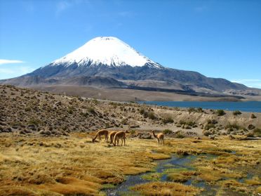 Vigognes vivant près du lac de Chungara