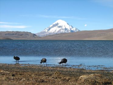 Le lac de Chungara, à 4500m d'altitude !