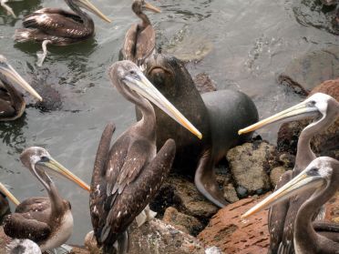 Des p&eacute;licans par centaines au port d'Arica !