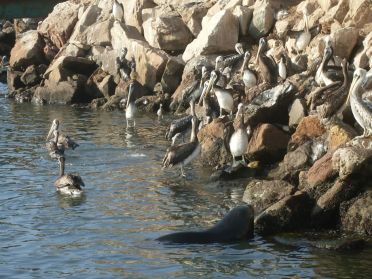 Les pélicans du port d'Arica