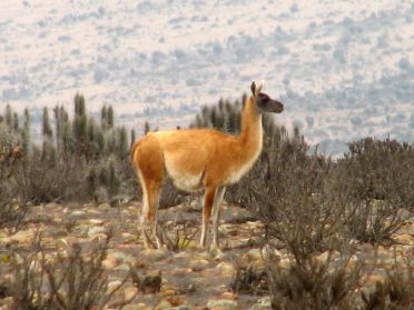 Les guanacos sont de petits lamas restés sauvages