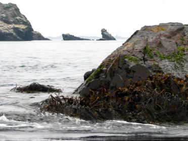 Vous l'avez vue, la loutre des mers ?