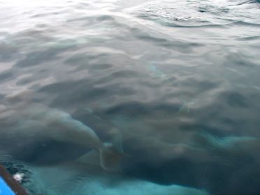 On les distingue quelquefois tant l'eau est transparente
