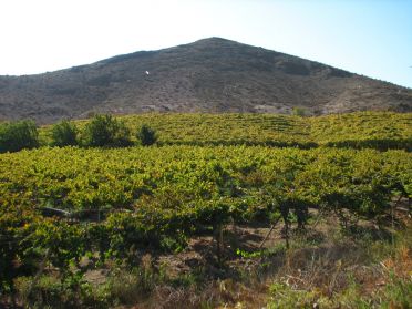 Difficile d'imaginer comment elles poussent malgr&eacute; la s&eacute;cheresse !