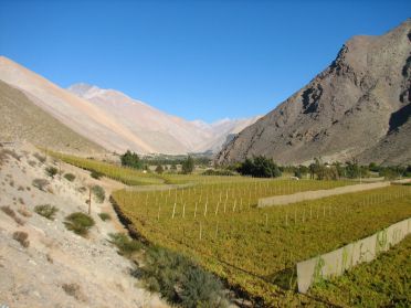 Les vignes grignottent la place aux cactus...