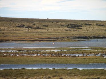 Quelques flamands roses dans les étangs