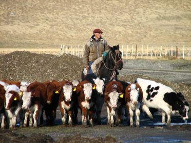 Les descendants des gauchos, hommes fiers et solitaires...