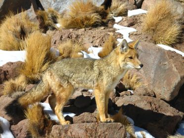 Un renard &agrave; proximit&eacute; de la lagune Miscanti