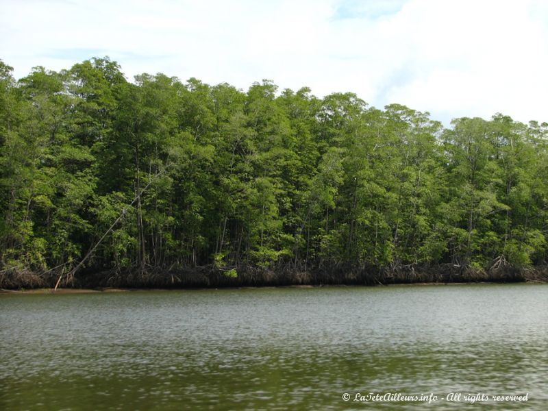 Les mangroves recouvrent les berges