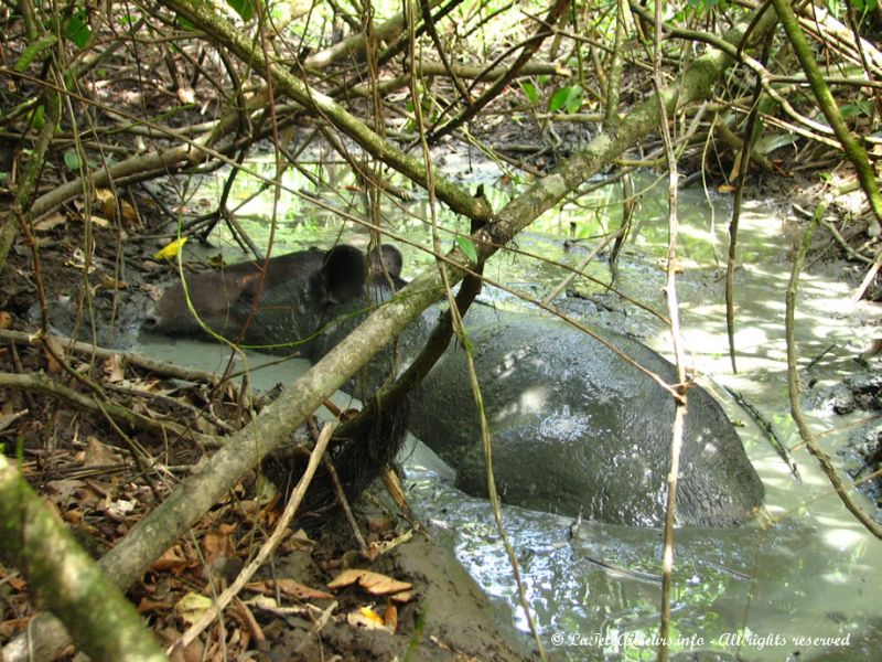 LEs tapirs sont les plus gros mammifères vivant dans ces forêts tropicales humides