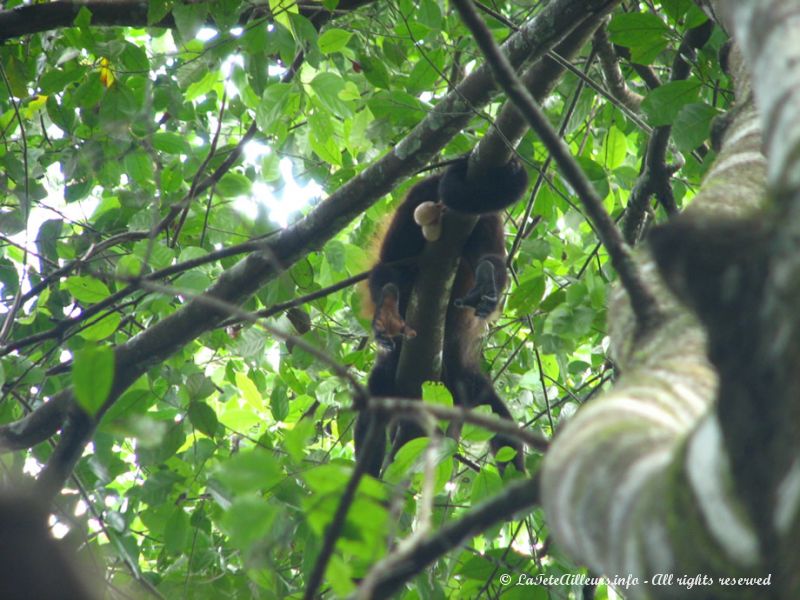 Un singe hurleur avachi sur sa branche