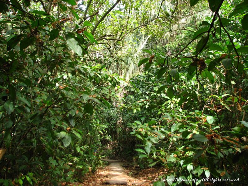 Le sentier menant au belvédère traverse une belle forêt tropicale
