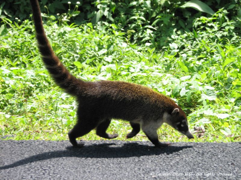 Les coatis sont nombreux au Costa Rica