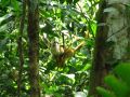 Un singe sagouin, les plus petits singes de la forêt