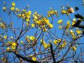 En ce moment, de nombreux arbres arborent de superbes fleurs jaunes