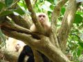 Malheureusement trop souvent nourris par les touristes, les singes du parc ne sont vraiment pas farouches