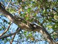 Au bord de la riviÃ¨re, c'est dans les arbres que les iguanes prÃ©fÃ¨rent se faire bronzer
