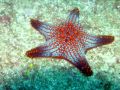 Une belle étoile de mer, courante dans les eaux du Pacifique