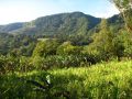 Une plantation de bananiers dans la campagne montagnarde costaricienne