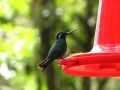 Les colibris sont plus facilement observables quand on les attire