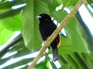 D&egrave;s les premiers pas sur la baie nous croisons plein d'animaux...