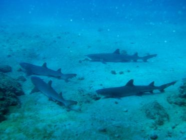 Ce n'est pas un, mais une dizaine de requins à pointe blanche que nous croisons !!!