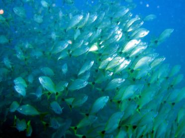 Les requins ne sont jamais bien loin de ces bancs de poissons...