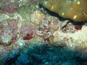 Vous l'aviez vu, le poisson pierre ?