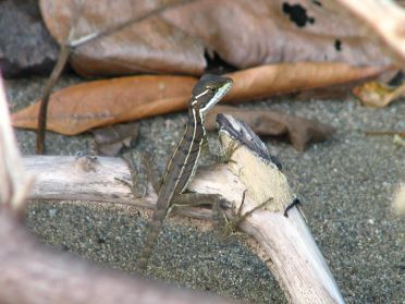 Un l&eacute;zard montre d&eacute;j&agrave; le bout de son nez...