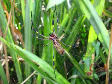 Une superbe et &eacute;norme araign&eacute;e