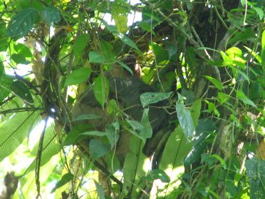 Un gros paresseux, bien camouflÃ© dans son arbre
