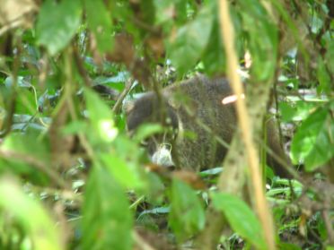 Un coatis &agrave; nez blanc