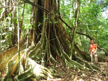 Certains arbres étrangleurs atteignent une taille énorme