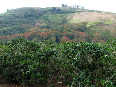 Les plantations de caf&eacute;iers sont partout...