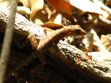 On trouve de nombreuses espèces de lézard dans le parc...