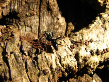 Et pendant que Rebecca pr&eacute;pare l'itin&eacute;raire, O'Live observe les (&eacute;normes) fourmis du coin
