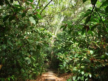Le sentier menant au belv&eacute;d&egrave;re traverse une belle for&ecirc;t tropicale