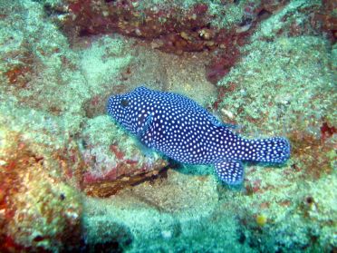 Ce poisson a un penchant prononc&eacute; pour la robe &agrave; pois !