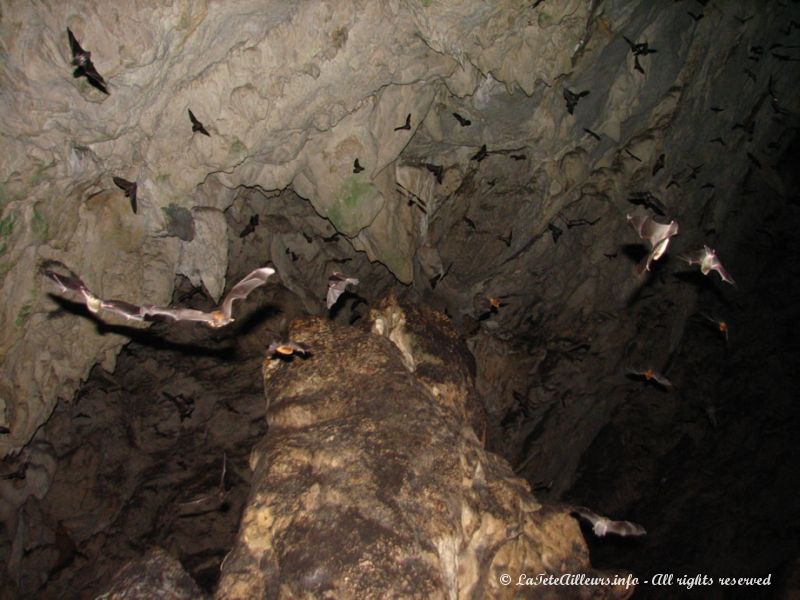 ... des milliers de chauve-souris s'envolent de la grotte